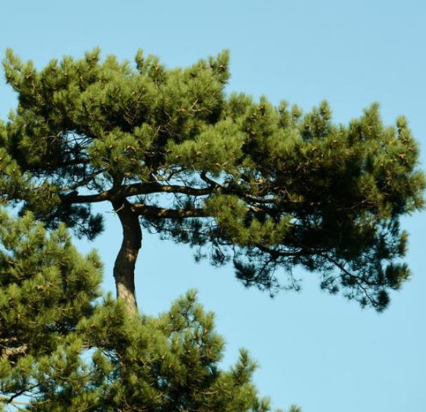 Pinus nigra Ssp laricio (Córsega) - Pinheiro Córsega, Pinheiro larício córsico, Pinheiro negro da Cór - Imagem 3