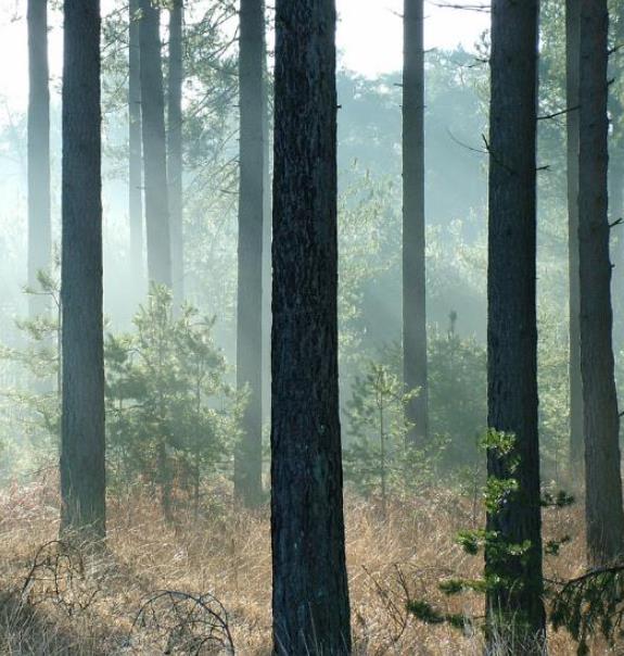 Pinus nigra Ssp laricio (Córsega) - Pinheiro Córsega, Pinheiro larício córsico, Pinheiro negro da Cór - Imagem 4