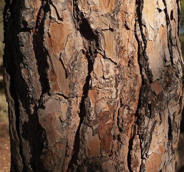 Pinus nigra Ssp laricio (Córsega) - Pinheiro Córsega, Pinheiro larício córsico, Pinheiro negro da Cór - Imagem 5