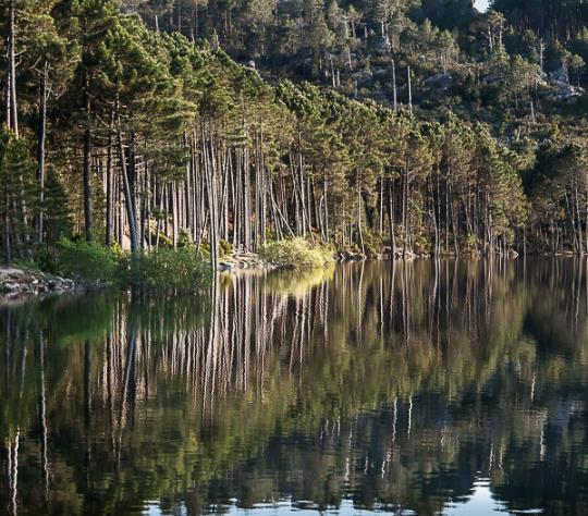 Pinus nigra Ssp laricio (Córsega) - Pinheiro Córsega, Pinheiro larício córsico, Pinheiro negro da Cór - Imagem 6