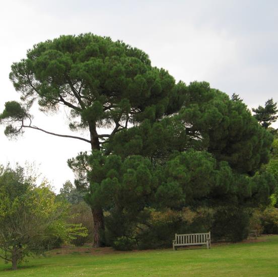 Pinus nigra Ssp laricio (Córsega) - Pinheiro Córsega, Pinheiro larício córsico, Pinheiro negro da Cór - Imagem 7