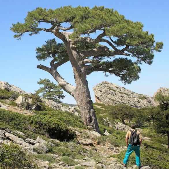Pinus nigra Ssp laricio (Córsega) - Pinheiro Córsega, Pinheiro larício córsico, Pinheiro negro da Cór - Imagem 8