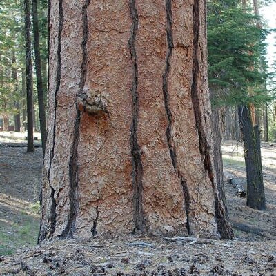 Pinus ponderosa - Pinheiro ponderosa, Pinheiro amarelo, Pinheiro Blackjaks