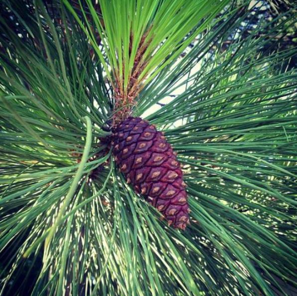 Pinus ponderosa - Pinheiro ponderosa, Pinheiro amarelo, Pinheiro Blackjaks - Imagem 2
