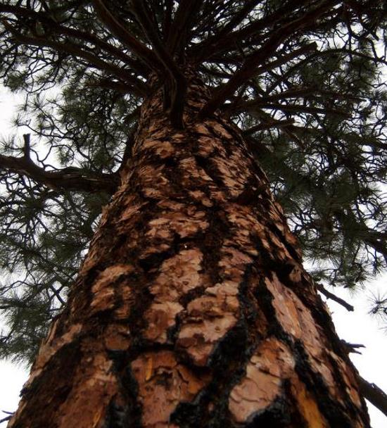 Pinus ponderosa - Pinheiro ponderosa, Pinheiro amarelo, Pinheiro Blackjaks - Imagem 3