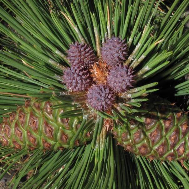 Pinus ponderosa - Pinheiro ponderosa, Pinheiro amarelo, Pinheiro Blackjaks - Imagem 5