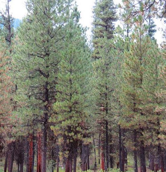 Pinus ponderosa - Pinheiro ponderosa, Pinheiro amarelo, Pinheiro Blackjaks - Imagem 6