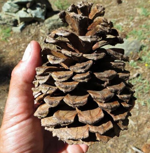 Pinus ponderosa - Pinheiro ponderosa, Pinheiro amarelo, Pinheiro Blackjaks - Imagem 7