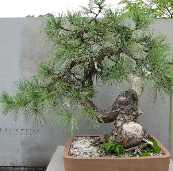 Pinus ponderosa - Pinheiro ponderosa, Pinheiro amarelo, Pinheiro Blackjaks - Imagem 8