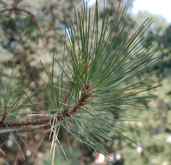 Pinus ponderosa - Pinheiro ponderosa, Pinheiro amarelo, Pinheiro Blackjaks - Imagem 14
