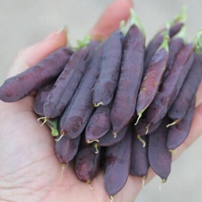 Pisum sativum Purple Podded - Ervilha, Ervilha Torta Roxa Azulada, Ervilha Torta, Ervilha Capucinjer