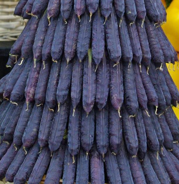 Pisum sativum Purple Podded - Ervilha, Ervilha Torta Roxa Azulada, Ervilha Torta, Ervilha Capucinjer - Imagem 2