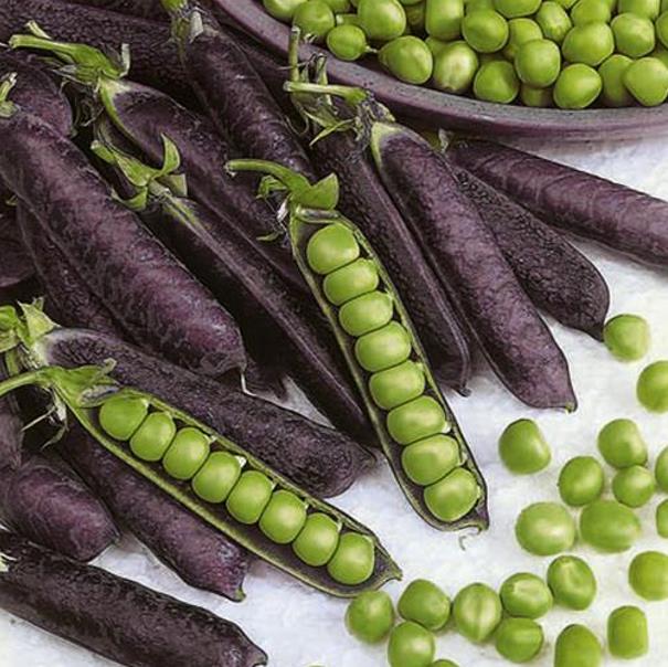 Pisum sativum Purple Podded - Ervilha, Ervilha Torta Roxa Azulada, Ervilha Torta, Ervilha Capucinjer - Imagem 3