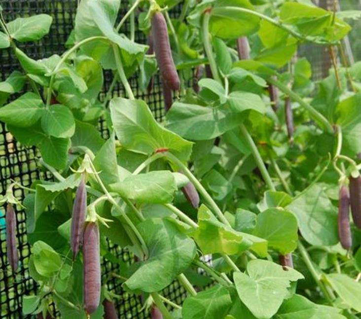 Pisum sativum Purple Podded - Ervilha, Ervilha Torta Roxa Azulada, Ervilha Torta, Ervilha Capucinjer - Imagem 4