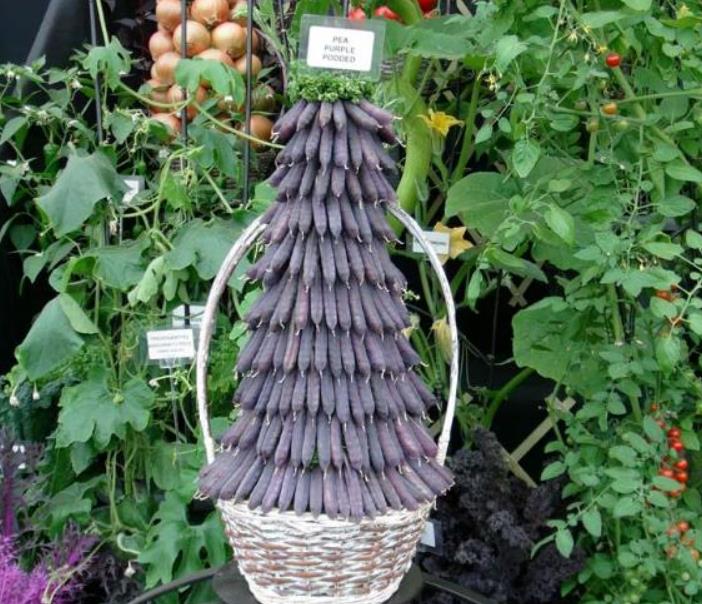 Pisum sativum Purple Podded - Ervilha, Ervilha Torta Roxa Azulada, Ervilha Torta, Ervilha Capucinjer - Imagem 5