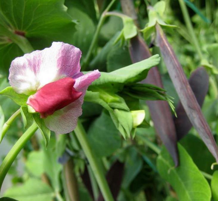 Pisum sativum Shiraz - Ervilha Roxa Shiraz, Ervilha Torta, Ervilha Mangetout Shiraz - Imagem 4