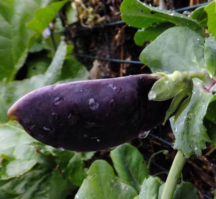 Pisum sativum Shiraz - Ervilha Roxa Shiraz, Ervilha Torta, Ervilha Mangetout Shiraz - Imagem 5