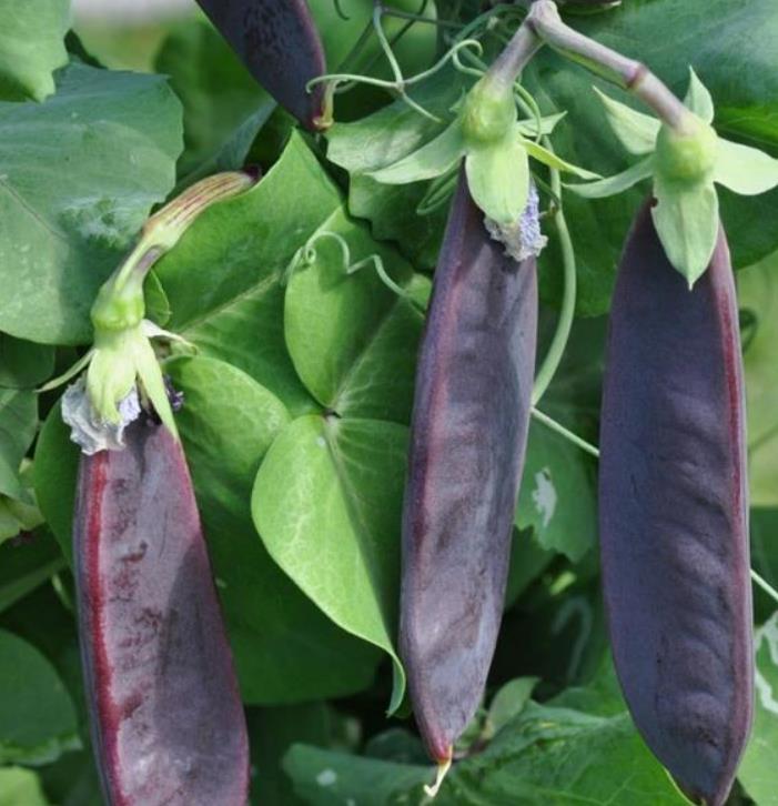 Pisum sativum Shiraz - Ervilha Roxa Shiraz, Ervilha Torta, Ervilha Mangetout Shiraz - Imagem 6