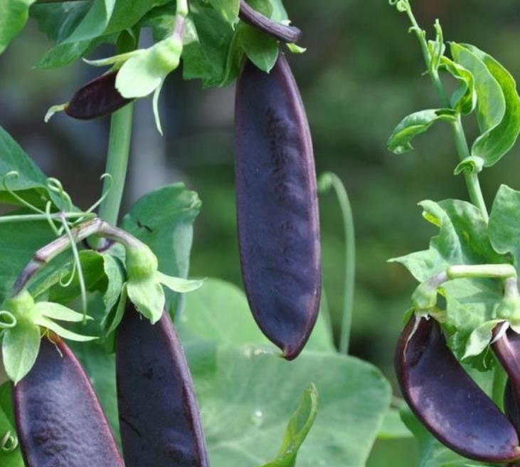 Pisum sativum Shiraz - Ervilha Roxa Shiraz, Ervilha Torta, Ervilha Mangetout Shiraz - Imagem 7