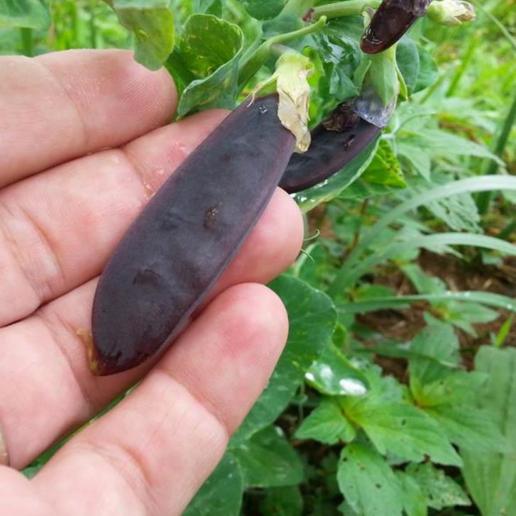 Pisum sativum Shiraz - Ervilha Roxa Shiraz, Ervilha Torta, Ervilha Mangetout Shiraz - Imagem 8