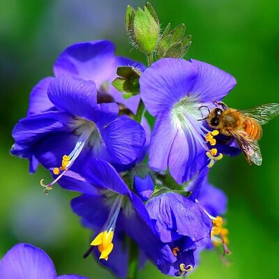 Polemonium caeruleum - Valeriana grega, Escada de Jacó