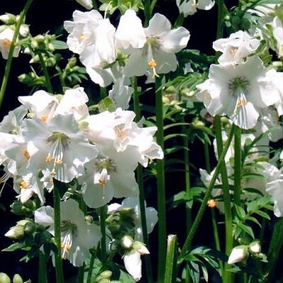 Polemonium caeruleum album - Valeriana grega, Escada de Jacó branca