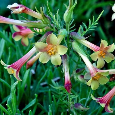 Polemonium pauciflorum - Valeriana grega, Escada de Jacó, trombetas, pine trumpets, sulphur trumpets