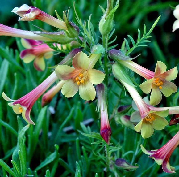 Polemonium pauciflorum - Valeriana grega, Escada de Jacó, trombetas, pine trumpets, sulphur trumpets