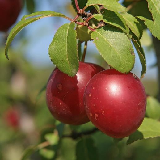 Prunus Cerasifera 'Red Cherry' - Cerejeira, Cereja-ameixa, Cherry Plum - Imagem 2