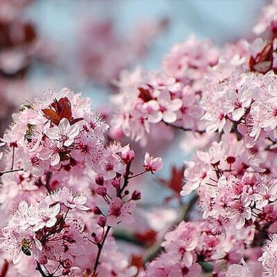 Prunus Cerasifera 'Red Cherry' - Cerejeira, Cereja-ameixa, Cherry Plum