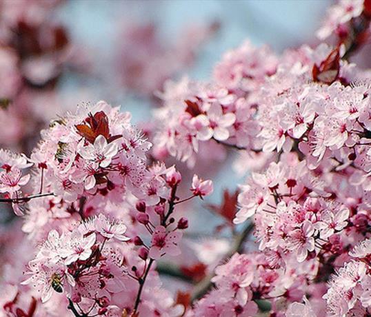 Prunus Cerasifera 'Red Cherry' - Cerejeira, Cereja-ameixa, Cherry Plum