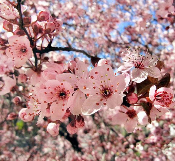 Prunus Cerasifera 'Red Cherry' - Cerejeira, Cereja-ameixa, Cherry Plum - Imagem 3
