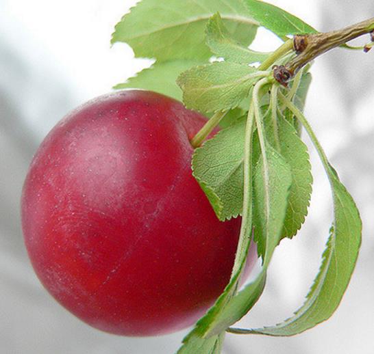 Prunus Cerasifera 'Red Cherry' - Cerejeira, Cereja-ameixa, Cherry Plum - Imagem 4