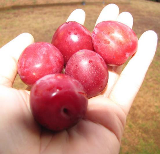 Prunus Cerasifera 'Red Cherry' - Cerejeira, Cereja-ameixa, Cherry Plum - Imagem 5