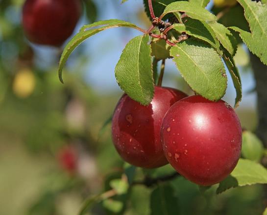 Prunus Cerasifera 'Red Cherry' - Cerejeira, Cereja-ameixa, Cherry Plum - Imagem 6