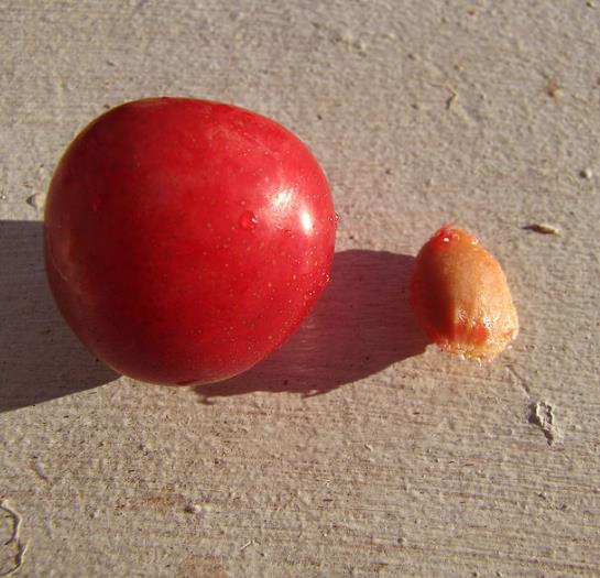Prunus Cerasifera 'Red Cherry' - Cerejeira, Cereja-ameixa, Cherry Plum - Imagem 7