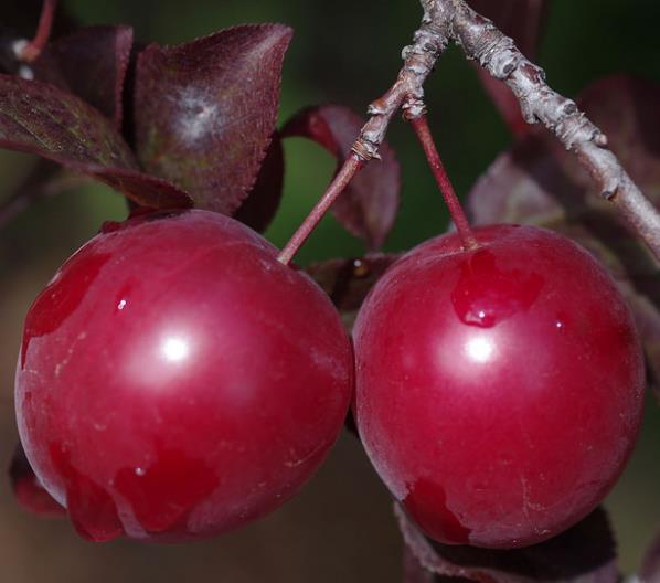 Prunus Cerasifera 'Red Cherry' - Cerejeira, Cereja-ameixa, Cherry Plum - Imagem 8