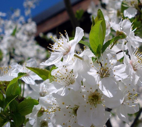 Prunus domestica 'Golden Honey' - Ameixeira, Ameixa Mel Dourado - Imagem 2