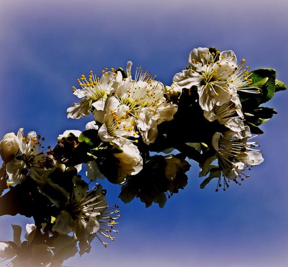 Prunus domestica 'Golden Honey' - Ameixeira, Ameixa Mel Dourado - Imagem 4