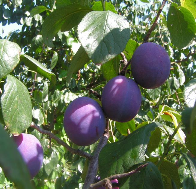 Prunus domestica 'Nutmeg Plum' - Ameixeira, Ameixa Noz-moscada, Ameixa Noz Moscada - Imagem 2