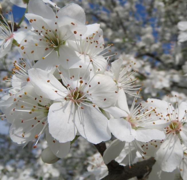 Prunus domestica 'Nutmeg Plum' - Ameixeira, Ameixa Noz-moscada, Ameixa Noz Moscada - Imagem 6