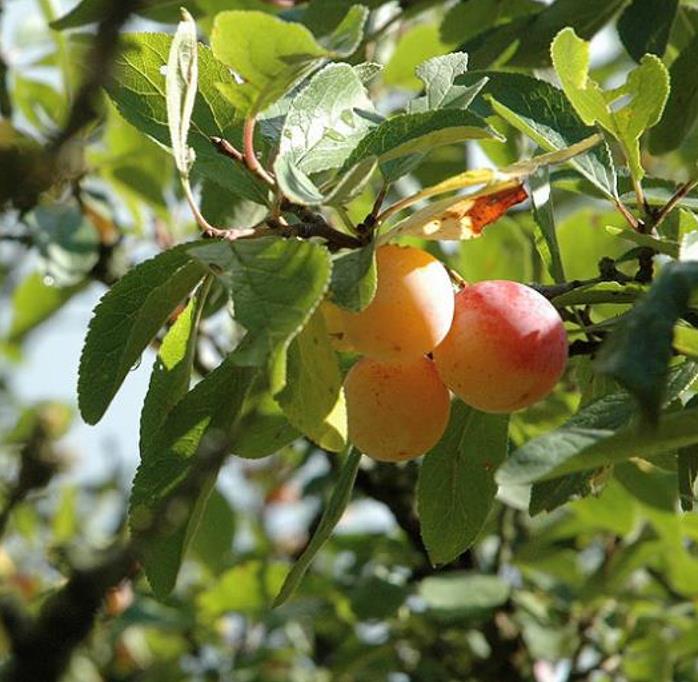 Prunus domestica Subsp. syriaca 'Nancy Red Speckled' - Ameixeira Mel de Lorraine, Ameixa Mirabelle, Mirabelle Plum, Mirabelle De Lorrai - Imagem 4