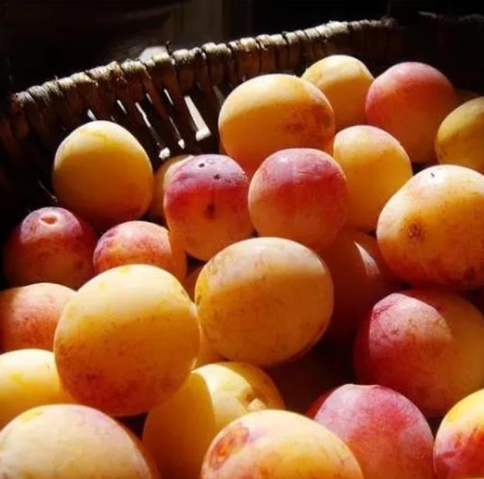 Prunus domestica Subsp. syriaca 'Nancy Red Speckled' - Ameixeira Mel de Lorraine, Ameixa Mirabelle, Mirabelle Plum, Mirabelle De Lorrai - Imagem 6