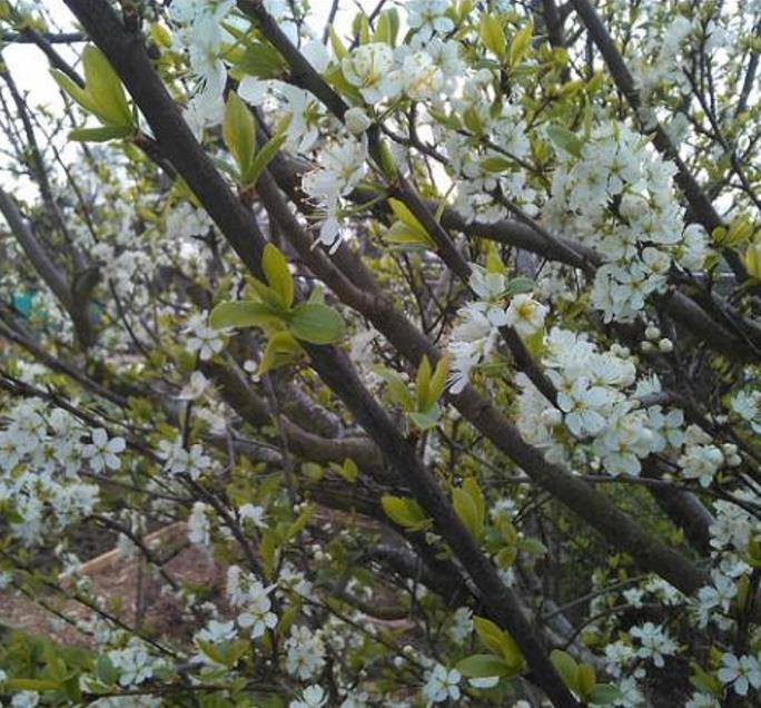 Prunus domestica Subsp. syriaca 'Nancy Red Speckled' - Ameixeira Mel de Lorraine, Ameixa Mirabelle, Mirabelle Plum, Mirabelle De Lorrai - Imagem 7