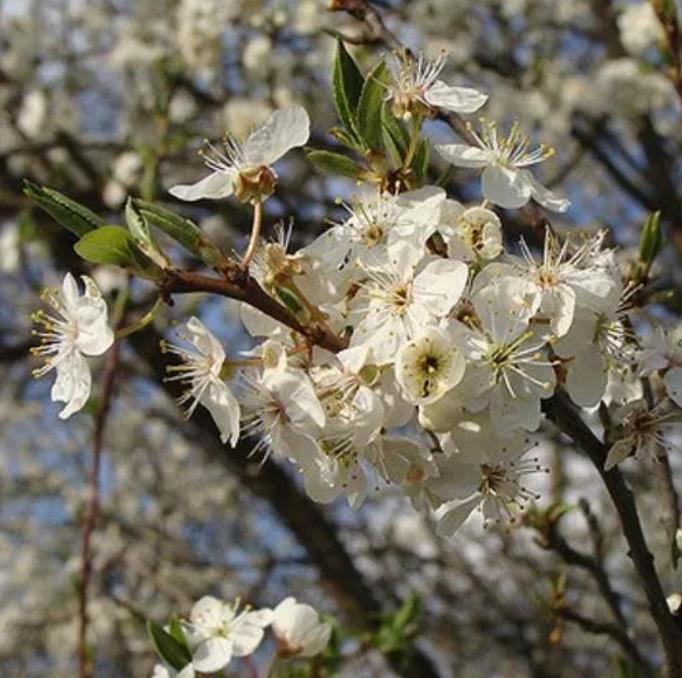 Prunus domestica Subsp. syriaca 'Nancy Red Speckled' - Ameixeira Mel de Lorraine, Ameixa Mirabelle, Mirabelle Plum, Mirabelle De Lorrai - Imagem 8