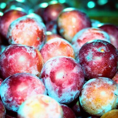 Prunus domestica 'Tricolor' - Ameixeira, Ameixa Tricolor