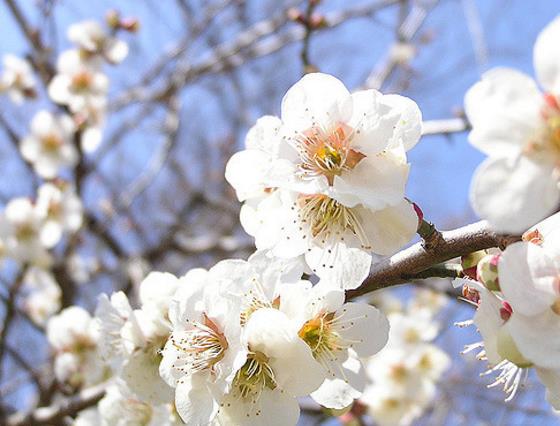 Prunus domestica 'Tricolor' - Ameixeira, Ameixa Tricolor - Imagem 2