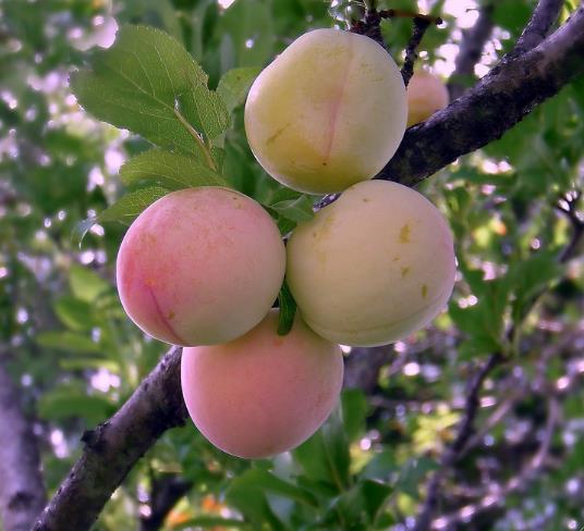 Prunus domestica 'Tricolor' - Ameixeira, Ameixa Tricolor - Imagem 3