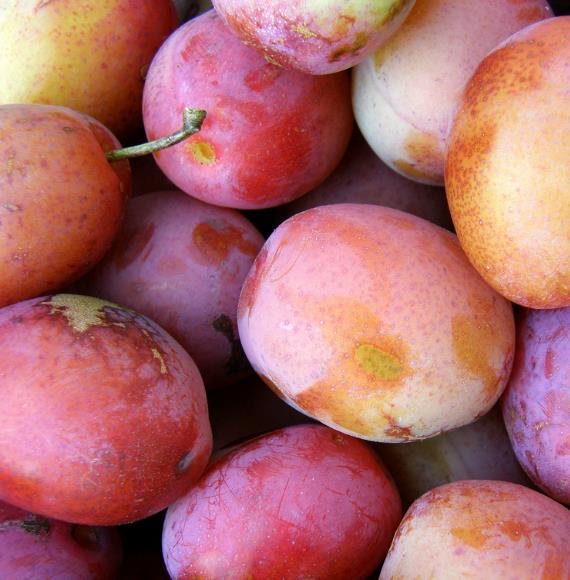 Prunus domestica 'Tricolor' - Ameixeira, Ameixa Tricolor - Imagem 4