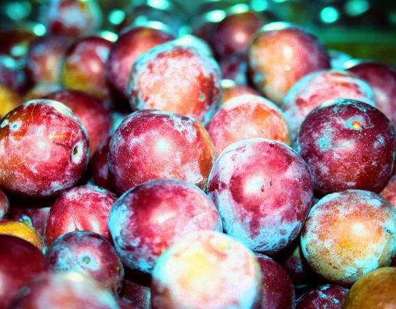 Prunus domestica 'Tricolor' - Ameixeira, Ameixa Tricolor - Imagem 5